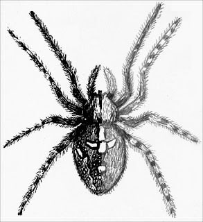 ART spider half picture