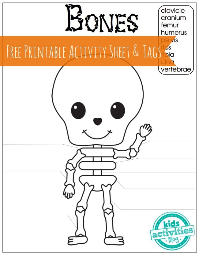 BIOLOGY Skeleton Bones Free Printable Activity Sheet