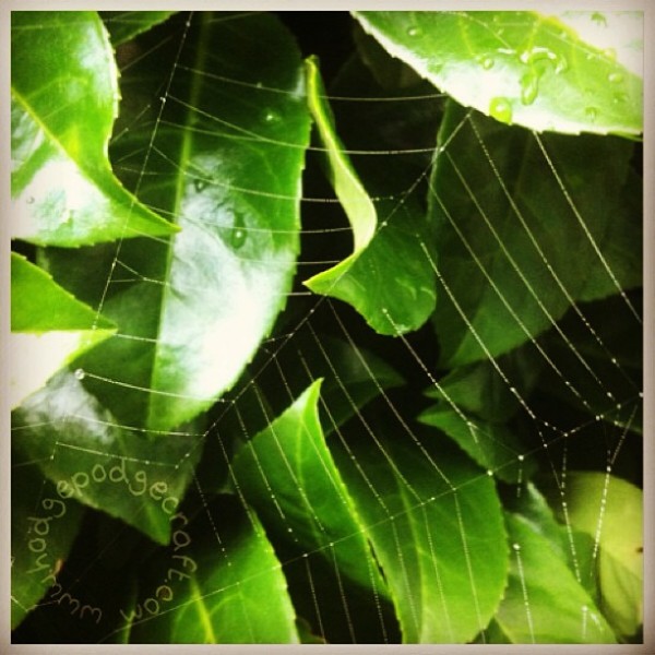 spider web with dew